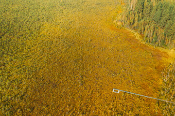Wall Mural - Belarus, Berezinsky Biosphere Reserve. Aerial Bird's-eye View Of Wooden path way pathway from marsh swamp to forest In Autumn Sunny Day. Panorama, Panoramic View.