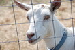 White Goat in Pasture