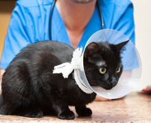 Veterinarian Putting Cone Of Shame On Black Cat
