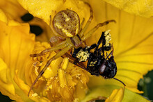 Small Female Crab Spider Preying On A Adult Stingless Bee On A Yellow Flower