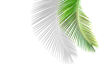 Wall Mural - Tropical palm leaves on white background with shadow and copy space, minimalist concept of summer background