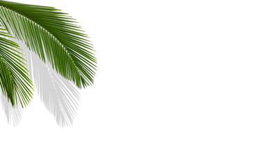 Wall Mural - Tropical palm leaves on white background with shadow and copy space, minimalist concept of summer background