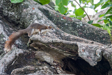 Wall Mural - A wild variable squirrel (Callosciurus finlaysonii) in Bang Pa-In Palace thailand. It is a species of rodent in the family Sciuridae. It is found in Cambodia, Laos, Myanmar, Thailand, and Vietnam. 