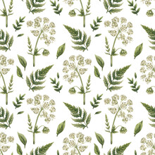 Watercolor Pattern With Vintage Cow Parsley. Anthriscus Sylvestris Isolated On White. Botanical Collection.