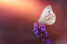 Biały Motyl Na Kwiatku Lawendy O Zachodzie Słońca