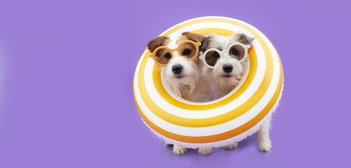 Wall Mural - Dog summer. Two jack russell inside a  yellow ring inflatable. Isolated on purple background