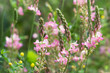 Close up of beautiful common sainfoin flowers
