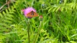 © Nieves - mariposa multicolor sobre la flor de cactus color rosa, ruta senderismo de las gándaras en mezonzo, la coruña, galicia, españa, europa