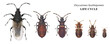 Cotton bug or seed bug, Oxycarenus hyalinipennis (Hemiptera: Lygaeidae). Life cycle. Development stage. Isolated on a white background