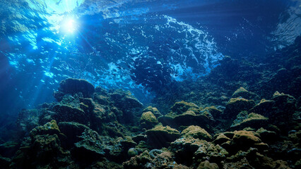 Underwater photography art of a school of fish at the surface in beautiful light. From a scuba dive in Thailand.