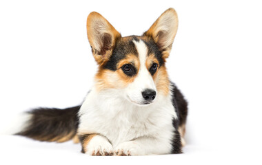 corgi dog lies on a white background