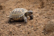 tortoise in the sand, Agrionemys horsfieldii