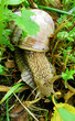 a snail with a shell hidden among the forest litter