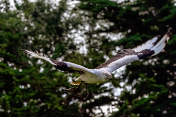 Sticker - Flying palm-nut vulture (Gypohierax angolensis) known as vulturine fish eagle