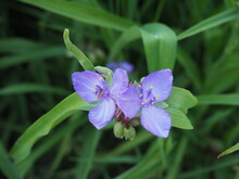 Purple Flower Ad Bug