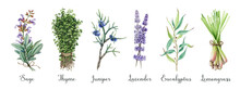 Aromatic Garden Herbs Watercolor Collection. Hand Drawn Fresh Sage, Thyme, Lavender, Juniper, Lemongrass, Eucalyptus Aroma Plants. Garden Herbs With Essential Oils For Treatment, Cosmetics, Food