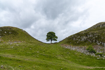 Wall Mural - view of the landmark Sycamore Gap on Hadrian's Wall in northern England