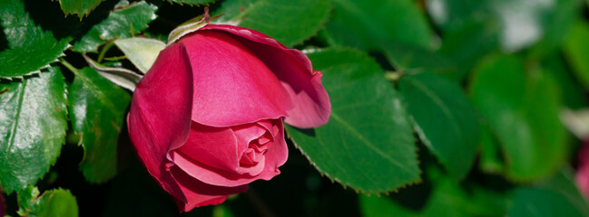 Sticker - Red rose on a background of green leaves.