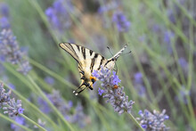 Scarce Swallowtail (Iphiclides Podalirius) Butterfly Is Taking Nectar From A Lavender Plant In The Provence, France.