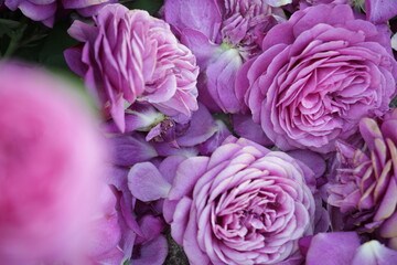 close-up on purple flowers wither in dark 