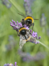 Two Bumble Bees Sitting On And Pollinating Purple Lavender Flowers