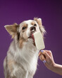 Dog eats ice cream, studio shot