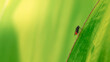 leśny owad siedzący na zielonym liściu
