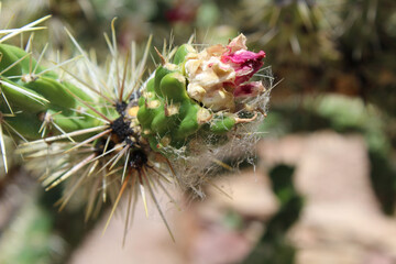 Cacti bloom closeup