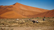 Oryxherde in der Namib Wüste Namibias