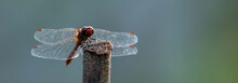 A Large Dragonfly Sits On A Stick On A Neutral Natural Background.