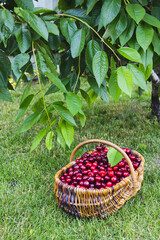 Wall Mural - Tasty cherries in a wooden basket. basket of fresh ripe cherries in a garden