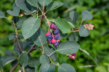 Canvas Print - Close up of red and pink berries of the plant shadbush or juneberry or Amelanchier