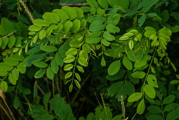 Beautiful green , Bright green leaves of young acacia, Fresh foliage and branches in the park. Summer growth of nature.