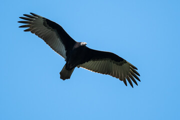 Wall Mural - Turkey Vulture Flying in a Blue Sky