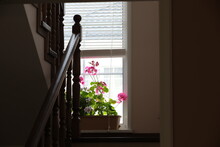 View Of A Wooden Staircase With Brown New Railings Balusters And A Beautiful Red Flower Growing In A Pot By The Window Interior And Style Of A Country House