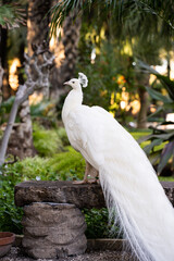 Male white peacock perched on a palm tree trunk in the garden of the 'Huerto del Cura' in Elche, Alicante, Spain.