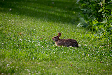 Poster - The eastern cottontail (Sylvilagus floridanus). Wild Rabit on the meadow in Wisconsin