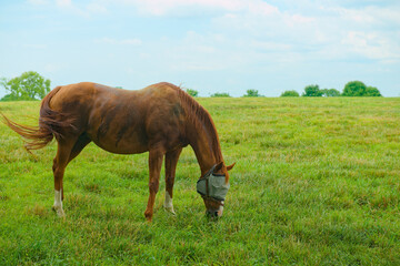 Wall Mural - Horse grazing on a farm