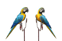Male Blue And Yellow Macaw Parrot Isolated On White Background
