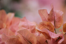 Pastel Pink Petals Of The Bougainvillea Plant Add A Pop Of Dusky Hues To Any Flower Garden