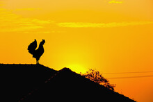 Hen Silhouette Standing On Roof Home On Gold Orange Sky In The Morning Background