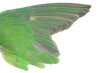 Beautiful wing parrot feather isolated on white background with clipping path 