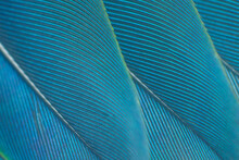 Beautiful Macro Wing Parrot Macaw Feather Pattern  Texture Background