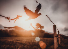 Free Bird Enjoying Nature On Sunset Background, Hope Concept . Soft Focus Picture	