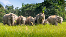 Wild Elephant Family In Green Grass Field Of Tropical Rainforest.
