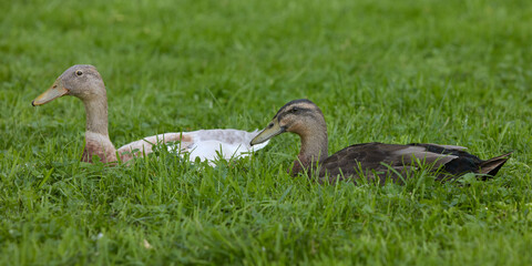 Wall Mural - Two Indian runner ducks in grass