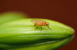 Mucha Phaonia pallida siedzącą na pąku Lili  Białej 