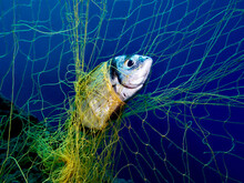 Trapped In Ghost Nets - Two Banded Sea Bream Dies In Ghost Nets