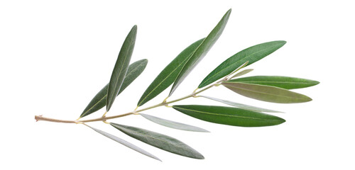 fresh olive branch leaves isolated on white background