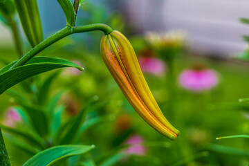 Wall Mural - the next Tiger Lily of the season is about to open up